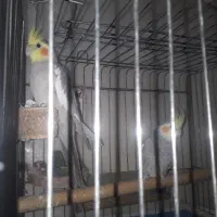 فروش دو عدد عروس نر|پرنده|دوگنبدان, |دیوار