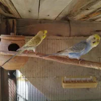 ی جفت مرغ عشق مولد معاوضه با کبوتر