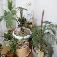 گل اپارتمانی|گل و گیاه طبیعی|چهاردانگه (تهران), |دیوار