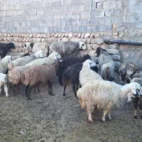 فروش گوسفند|حیوانات مزرعه|منج, |دیوار