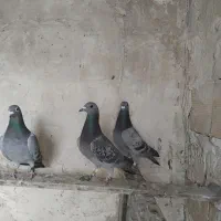 کبوتر مسافتی|پرنده|لاجان, |دیوار