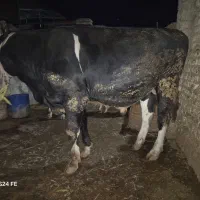 فروش گوساله|حیوانات مزرعه|مینودشت, |دیوار