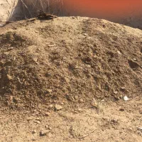 کود گوسفند تمیز و درجه۱