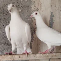 کبوتر|پرنده|اهر, |دیوار