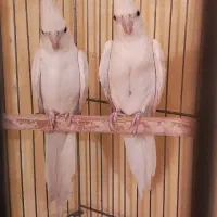 عروس هلندی آلبینو