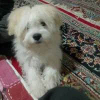 واگذاری سگ|سگ|دهگلان, |دیوار