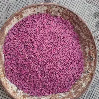 فروش فوری بذر اصلاح شده لوبیا سبز