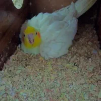 عروس هلندی لوتینو مولد  جفت با تخم|پرنده|مشهد, سیس‌آباد|دیوار