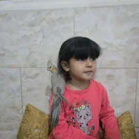 عروس هلندی فول دستی