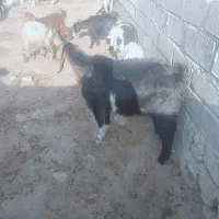 بزجوان|حیوانات مزرعه|بهبهان, |دیوار