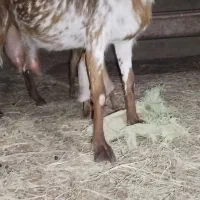 بز دورگ پاکستانی دوقلو زا