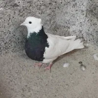 کبوتر طوقی کاکل|پرنده|خلیل آباد, |دیوار