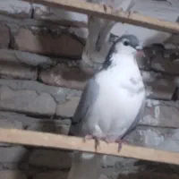 ساده سبز ماده عروسک|پرنده|خان ببین, |دیوار