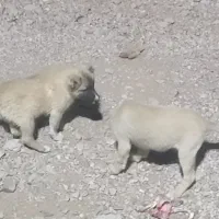 سگ سرابی (توله ۳ ماهه) نرو ماده (پنج ملیون تومان)