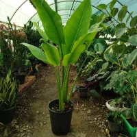 گل فروشی|گل و گیاه طبیعی|آزادشهر, |دیوار