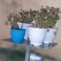 پایه چندگل