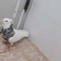 طوق شازده ای نر|پرنده|کازرون, |دیوار