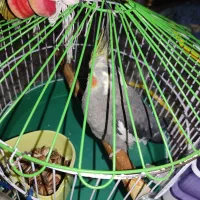 عروس هلندی سخنگو جوجه پرنده طوطی