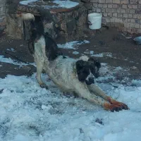 کوچوک ۱۷ ماه گله ای پر زور