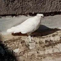 کفتر رواعب|پرنده|قم, نخودی|دیوار