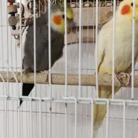 یک جفت عروس هلندی مولد