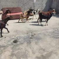 چهار تا بزه کهر دار دورگ پاکستانی|حیوانات مزرعه|کاکی, |دیوار