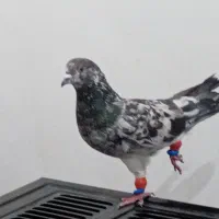 کبوتر سوسکی