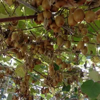 نهال کیوی تلخ به صورت کلی و جزیی|گل و گیاه طبیعی|حویق, |دیوار