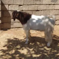 ۵راس میش درجه یک ۲راس بره دار ۳راس ابستن۳ماه