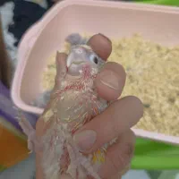 گرینچیک آناناسی اکستریم رد|پرنده|مشهد, شهید جنگی|دیوار