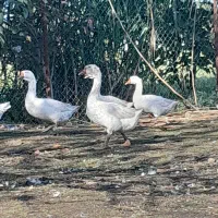 قوغازسفید نر|حیوانات مزرعه|قائم‌شهر, |دیوار