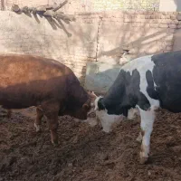 گوساله سیمنتال چاق