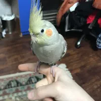 عروس هلندی گم شده|حیوانات|قم, پردیسان|دیوار