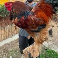 مرغ برهما، سیبرایت،سلطان