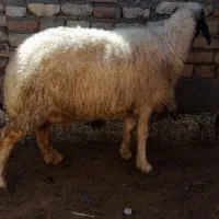 میش