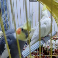 عروس هلندی مولد تضمینی