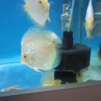 دیسکس شاه ماهی آب شیرین