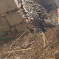 مرغ نسل دار لاری