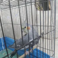 عروس هلندی سخنگو