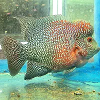 فلاور هورن|ماهی|بجنورد, |دیوار