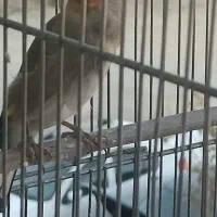 سهره نر درجه یک|پرنده|فردیس, شهرک ۱۱۰|دیوار