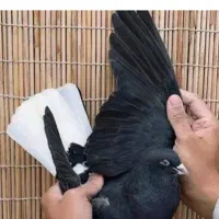 کبوتر دم سفید