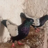 کفتر سینه سیاه نروماده