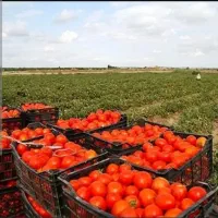 فروش-25000متر-زمین-کشاورزی-با-یک-حلقه-چاه-مجوز-دار