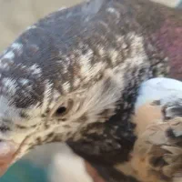 کبوتر|پرنده|دامن, |دیوار