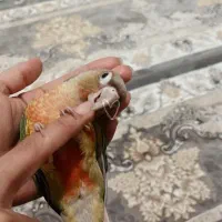 طوطی گیرینچیک|پرنده|فرمهین, |دیوار