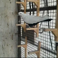 کفتر بهبونی و شهری|پرنده|شیراز, وزیرآباد|دیوار