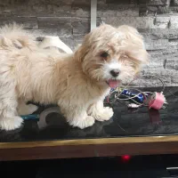 شیتزو مالتیز / عروسک