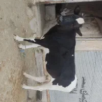 گاو هلشتاین ابستن