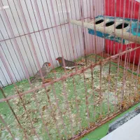 یک جفت فنچ با تخم